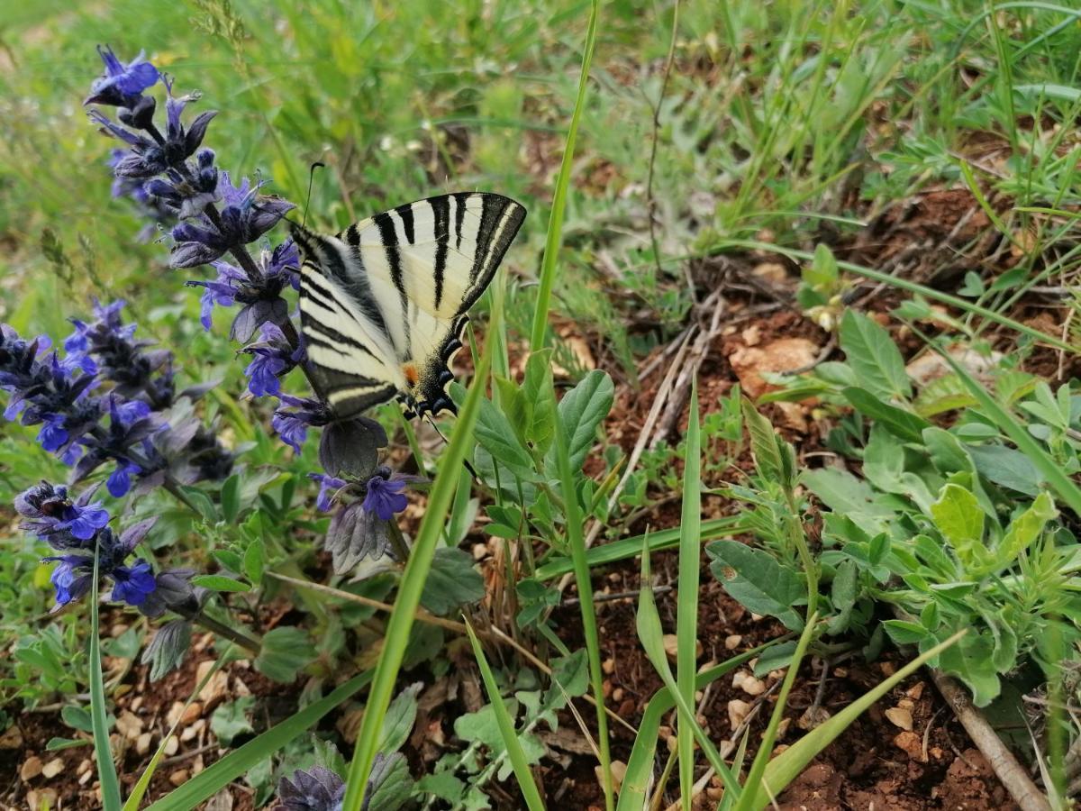 Ferienresidenz Lavandula Нова-Вас Экстерьер фото